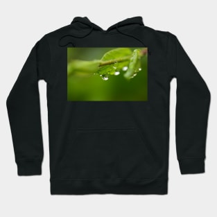 Raindrops on the leaves Hoodie